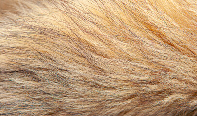 Beautiful spotted fur close-up. Texture of brown animal wool. Dog fur.