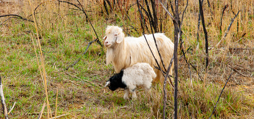 Goats in search of food roam the desert hot pasture. Moroccan goats climb trees to eat leaves. Sheep eat the remains of a watermelon.