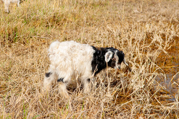 Goats in search of food roam the desert hot pasture. Moroccan goats climb trees to eat leaves. Sheep eat the remains of a watermelon.