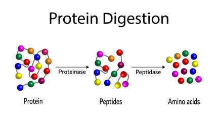 Protein Digestion. Proteases Enzymes (proteinases and peptidases) are digesting and breaking the protein into small peptide chains then into single amino acids, to be absorbed into the blood stream - obrazy, fototapety, plakaty