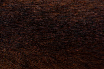 Beautiful spotted fur close-up. Texture of brown animal wool. Dog fur.