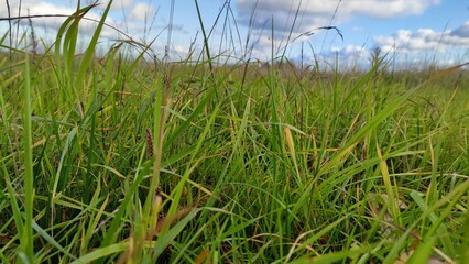 Tall grass in the meadow. Autumn sunny day a small meadow on which grass grows. Part of the grass, still green, has begun to turn yellow and dry up. Low cumulus white clouds hang from above.