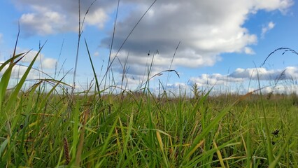 Tall grass in the meadow. Autumn sunny day a small meadow on which grass grows. Part of the grass, still green, has begun to turn yellow and dry up. Low cumulus white clouds hang from above.