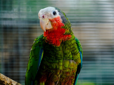 Cuban amazon or rose-throathed parrot in a volier