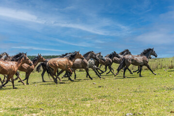 Wild horses galloping in the countryside of Corrientes, Argentina.