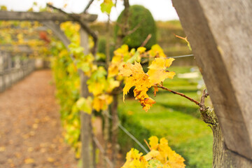 yellow autumn leaves