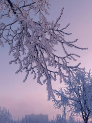 Snow-covered tree branches in hoarfrost. Low angle view of tree branches covered in snow against pink sunset sky