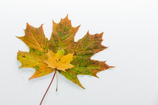 Autumn painting, Autumn maple leaves on white background, different colors. Two yellow green orange maple leaves. The smaller rests on the larger isolated on white. Botanical educational concept