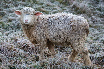 Naklejka na ściany i meble Schafe mit viel Wolle im Winter auf der Weide