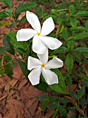 white tagar flower in the garden