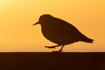 Turnstone on wooden sea defences