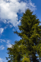 a tall green spruce tree under a cloudy blue sky