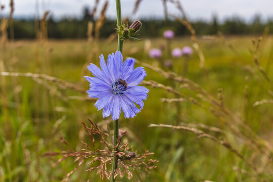 Cornflower among grases on Carpathian mountains meadow