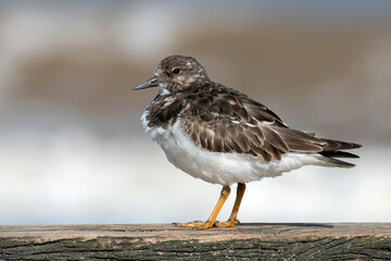 Turnstone on wooden sea defences