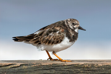 Turnstone on wooden sea defences