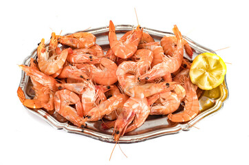 shrimp in studio