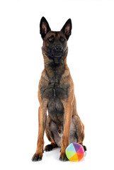  malinois in studio