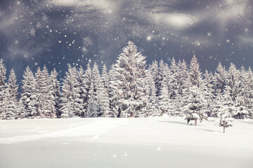 Snowy fir trees