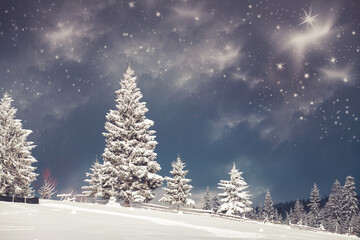 Snowy fir trees