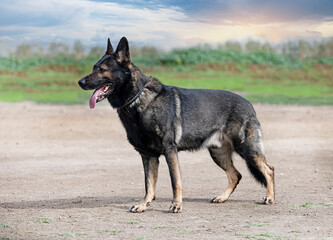 training of german shepherd