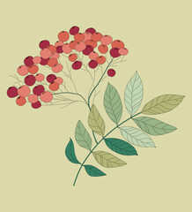 Ashberry. A branch of mountain ash with berries and leaves. Vector set of hand-drawn black and white mountain ash trees.