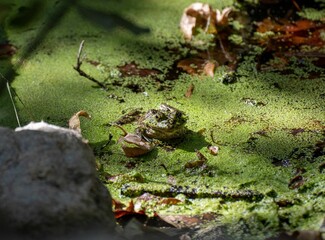 Horizontal selective focus image of a bull grog in a green pond