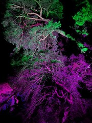 Trees lit up at night with pink and green neon light
