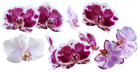 Set of several different orchid flowers purple, white, pink, red closeup isolated on white transparent background for design and collage.