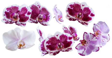 Set of several different orchid flowers purple, white, pink, red closeup isolated on white transparent background for design and collage.