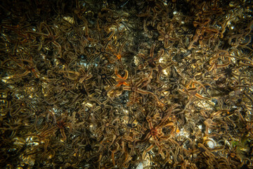 A thriving ocean floor in the UK north sea near Largs in Scotland. teaming with life common starfish and various species of crabs are  surrounded by legions of brittle stars  - obrazy, fototapety, plakaty
