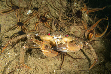 A velvet swimming crab in the clod waters of the UK with its distinctive red eyes surrounded brittle stars on the seabed also called devil crab, fighter crab, or lady crab, Necora puber