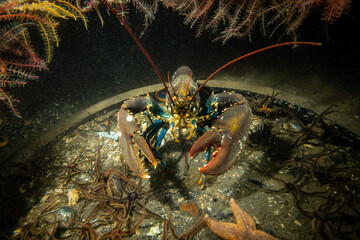Homarus gammarus, known as the European lobster or common lobster off the west coast of scotland. This member of species of clawed lobster from the eastern Atlantic Ocean has made a home in a car tyre