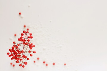  Winter wallpaper with red berries covered with snowflakes isolated on a white background, blank space for text or Christmas wishes, shallow depth of field.