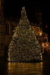 Christmas Tree in Bruges, Belgium