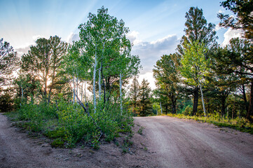 Fototapeta premium The Way