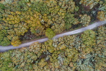 drone aerial view of a road in an oak forest in autumn