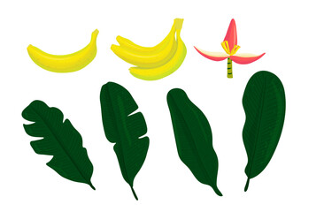 Fototapeta premium A set of Vector Tropical bananas palm leaf, fruits foliage textural collection. Watercolor illustration.