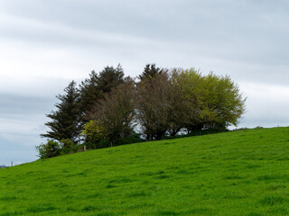 Several trees grow on the slope of a green hill on a spring day. Cloudy sky, landscape. Green grass field with trees under gray sky
