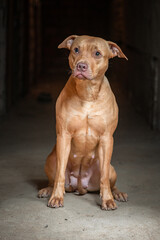 Low key portrait of a beautiful purebred American Pit Bull Terrier in a dark studio.