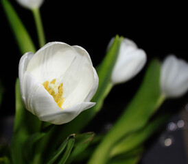 floral background, delicate open white tulip with a yellow center on a dark background, blurred white tulips in the background