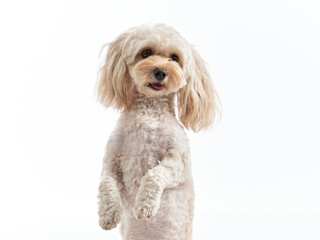  maltipoo on a white background. curly dog in photo studio. Maltese, poodle