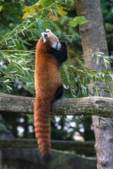 A red panda, Ailurus fulgens, eating bamboo
