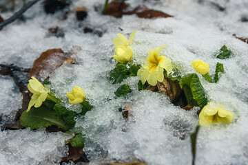 Spring flowers Primula vulgaris under the snow