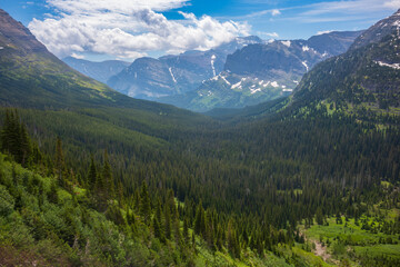 Fototapeta na wymiar Valley of Pine Trees at Glacier National Park