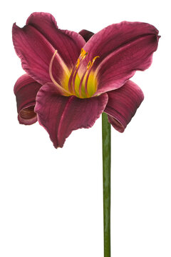 daylily flower isolated