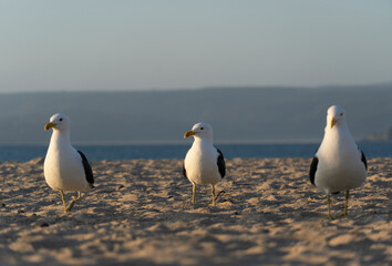 3 Gaviotas en la playa