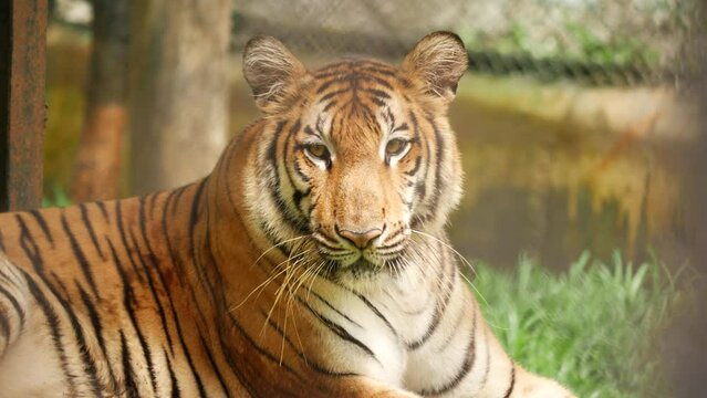 Half body front view Tiger