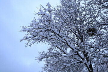Winter tree and plenty of snow. Dark cloud sky. Stockholm, Sweden, Scandinavia, Europe.