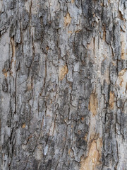 The texture of the bark of an old apple tree