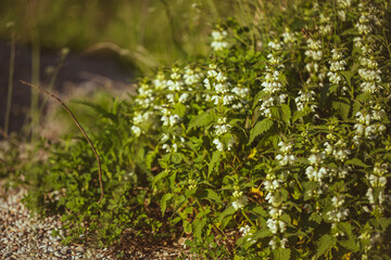 Lamium album, commonly called white nettle or white dead-nettle